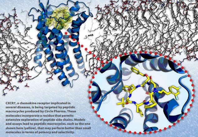 CXCR7受體,Circle公司大環(huán)肽化合物開發(fā)平臺(tái)的靶點(diǎn)之一 CXCR7受體,Circle公司大環(huán)肽化合物開發(fā)平臺(tái)的靶點(diǎn)之一